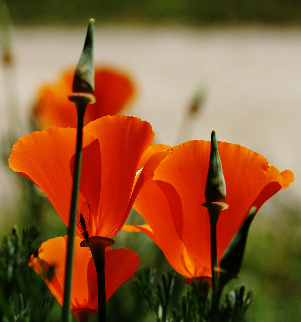 Papaver rhoeas