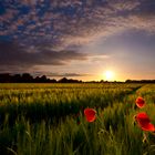 Papaver rhoeas........