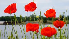 Papaver rhoeas