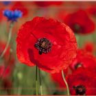 * Papaver rhoeas *