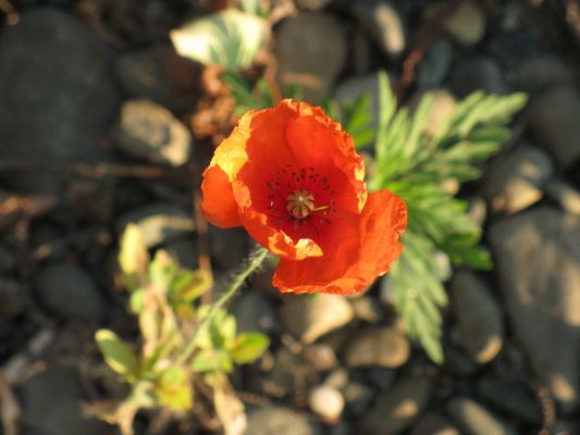 papaver rhoeas