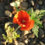 papaver rhoeas