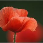 Papaver rhoeas