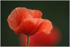 Papaver rhoeas