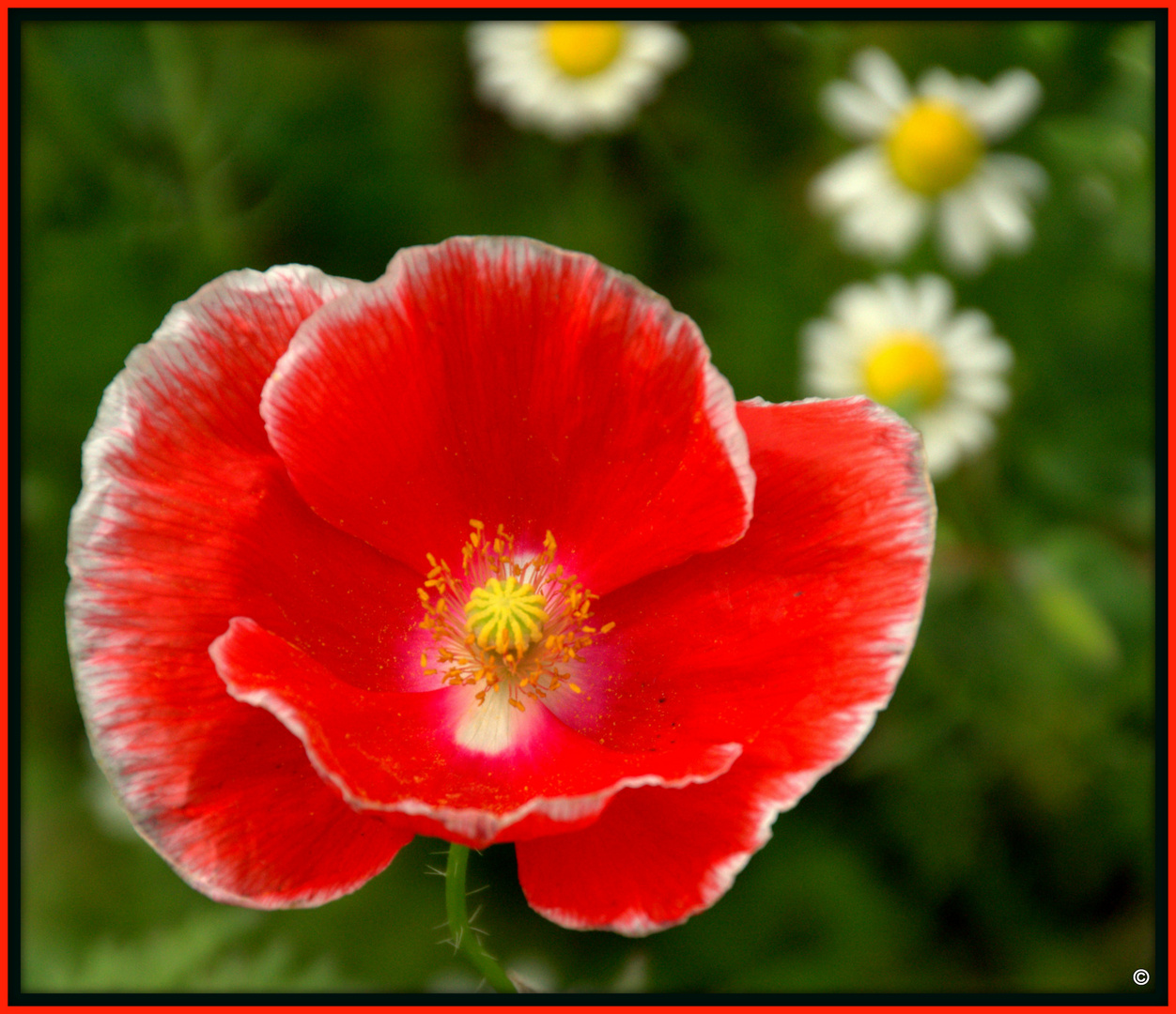 papaver rhoeas