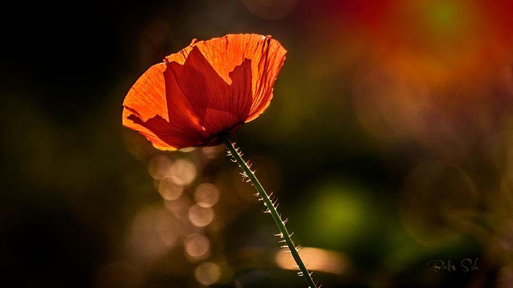 Papaver rhoeas... 