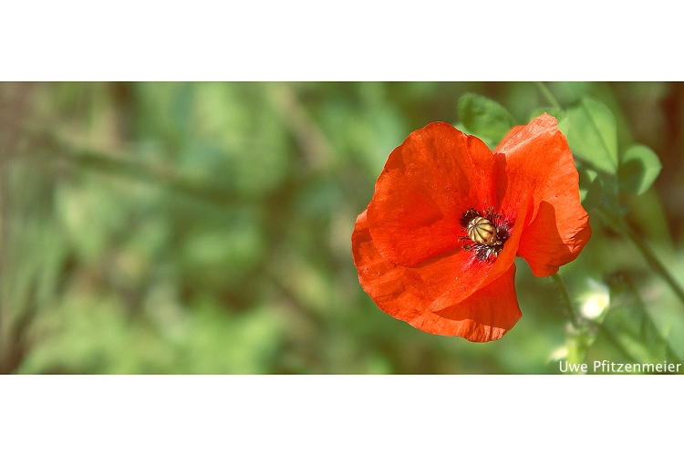 Papaver rhoeas