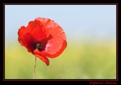 Papaver rhoeas