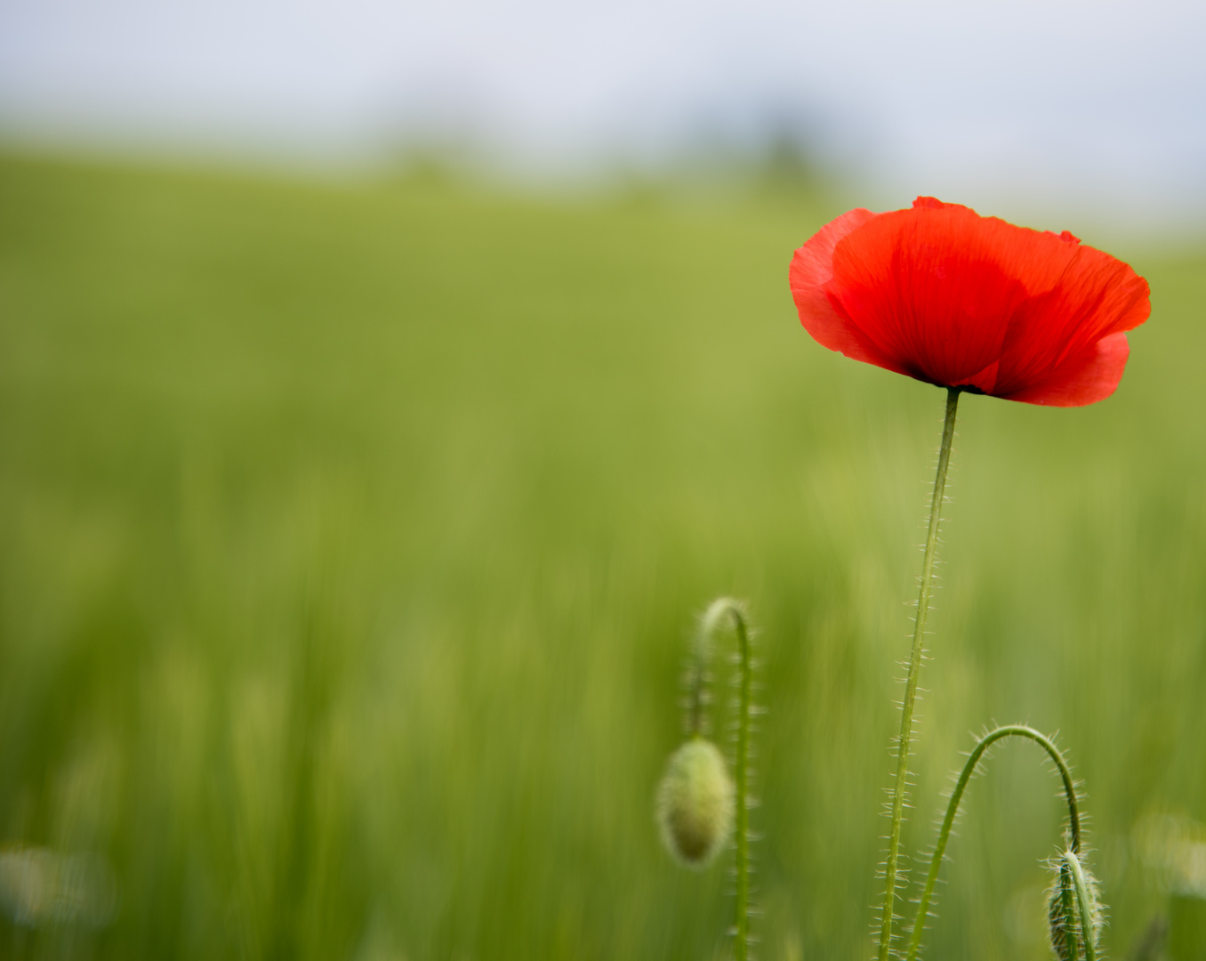 ~~ Papaver rhoeas ~~