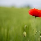 ~~ Papaver rhoeas ~~