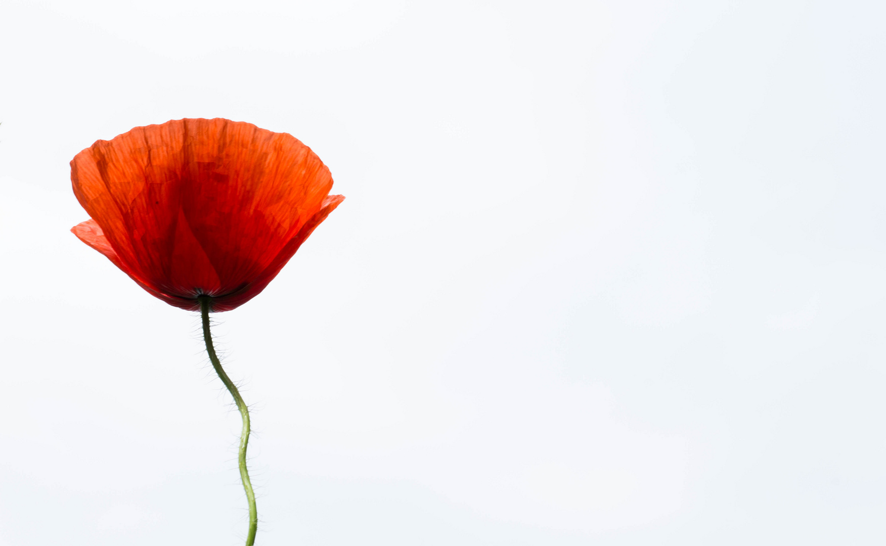 Papaver Rhoeas