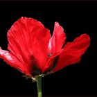 Papaver rhoeas...