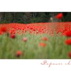 [ papaver rhoeas ]