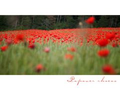 [ papaver rhoeas ]