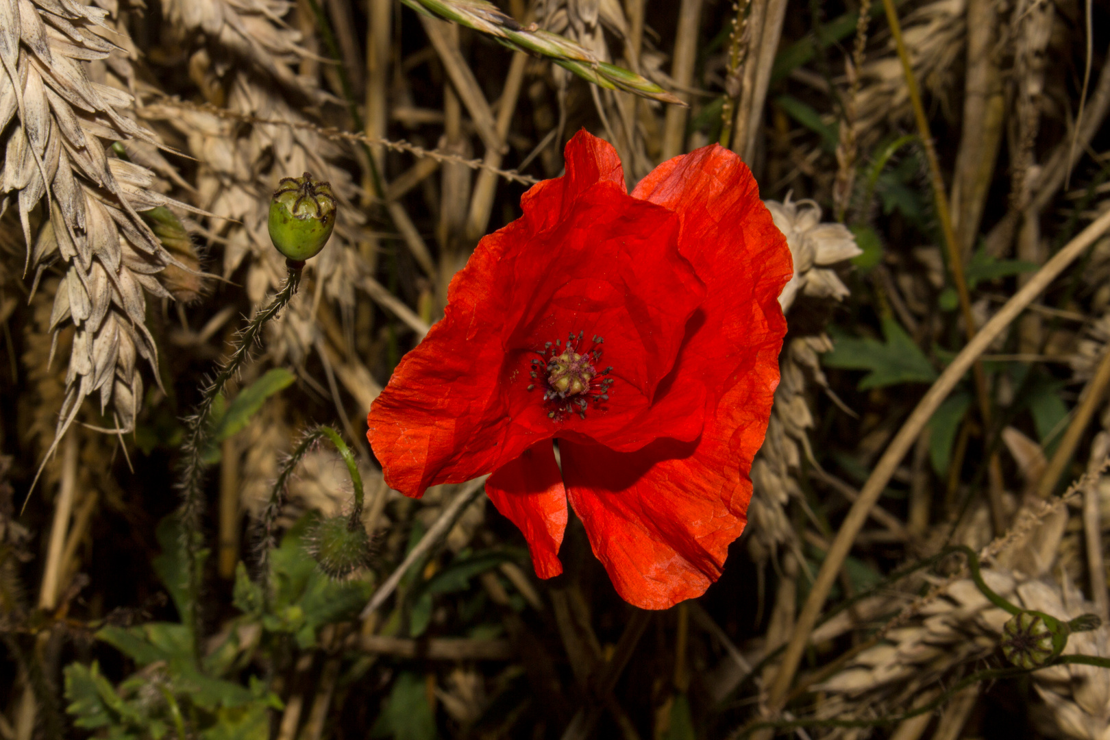 Papaver rhoeas II