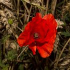 Papaver rhoeas II