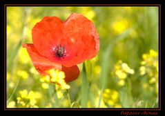 Papaver rhoeas II