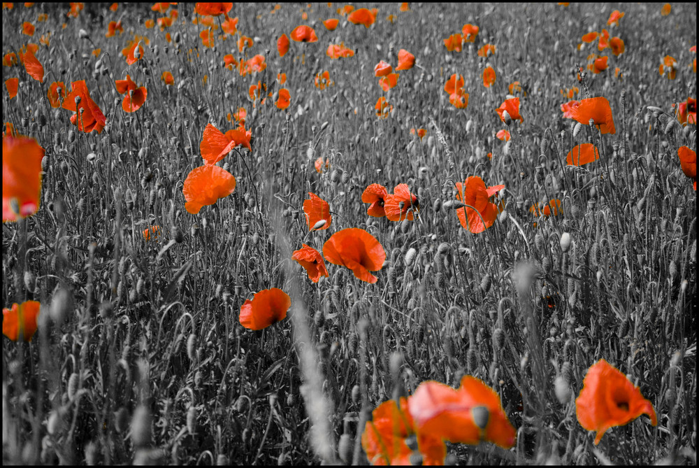 papaver rhoeas in france