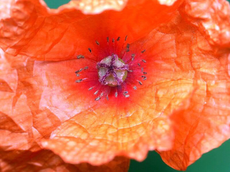 Papaver rhoeas (Klatsch-Mohn)