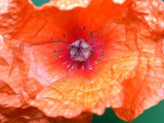 Papaver rhoeas (Klatsch-Mohn)