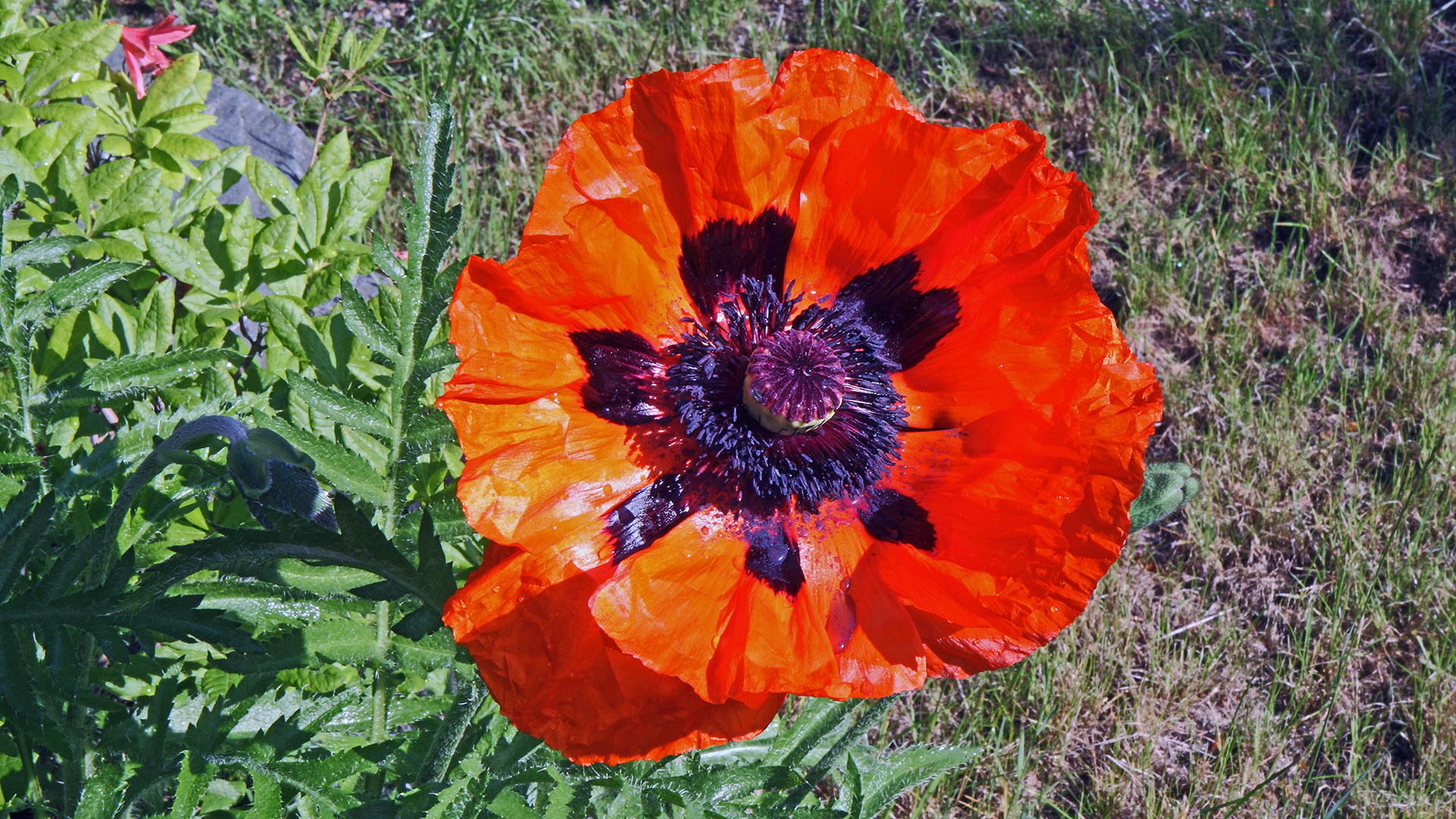 Papaver rhoeas- Klatschmohn mit weit geöffneter Blüte