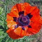 Papaver rhoeas- Klatschmohn mit weit geöffneter Blüte