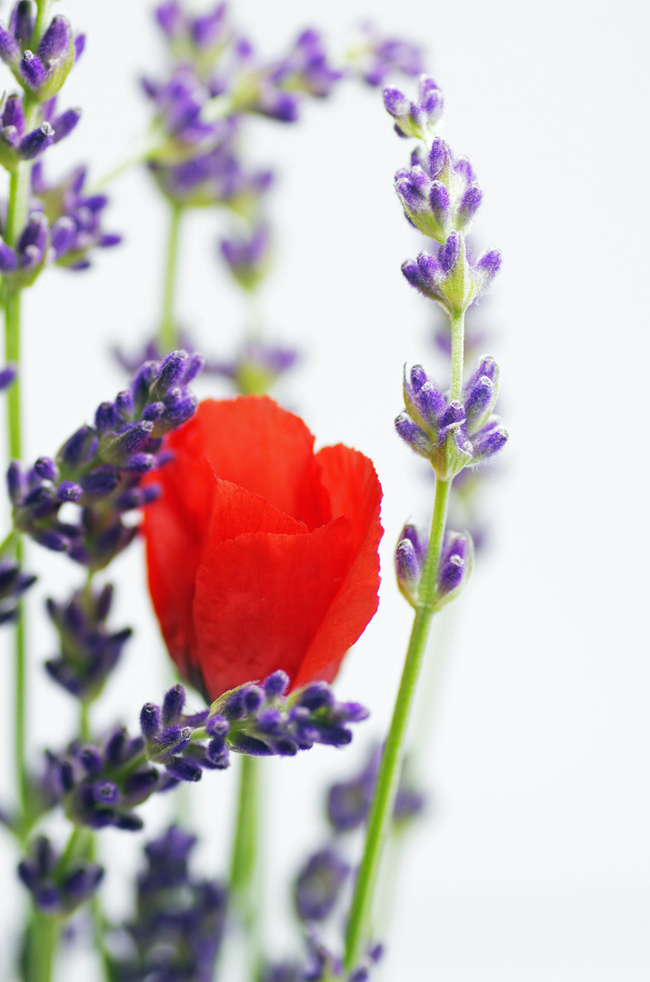 Papaver rhoeas & Lavendula