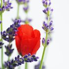 Papaver rhoeas & Lavendula