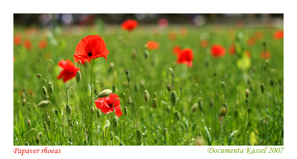 Papaver rhoeas meets Documenta Kassel 2007