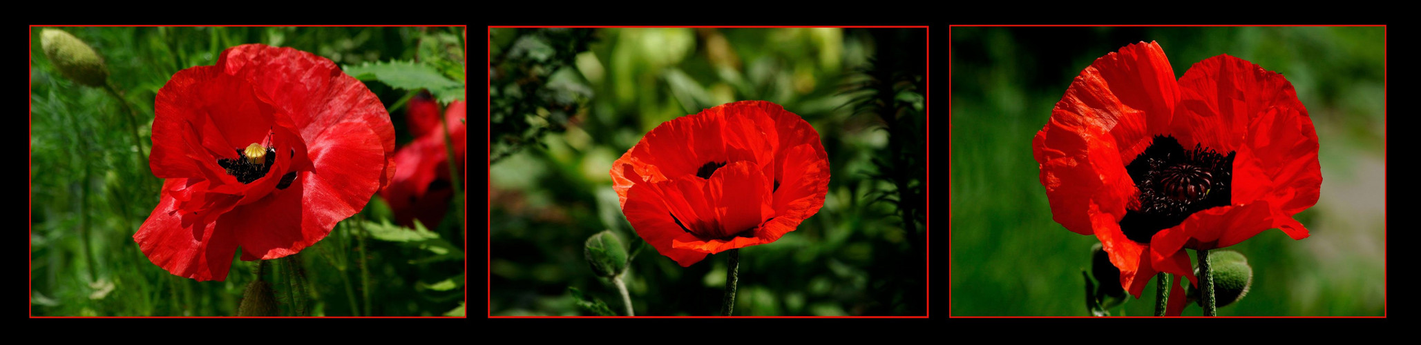 Papaver rhoeas (Mohnblume Klatschmohn oder auch Klatschrose)