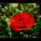 Papaver rhoeas (Mohnblume Klatschmohn oder auch Klatschrose)