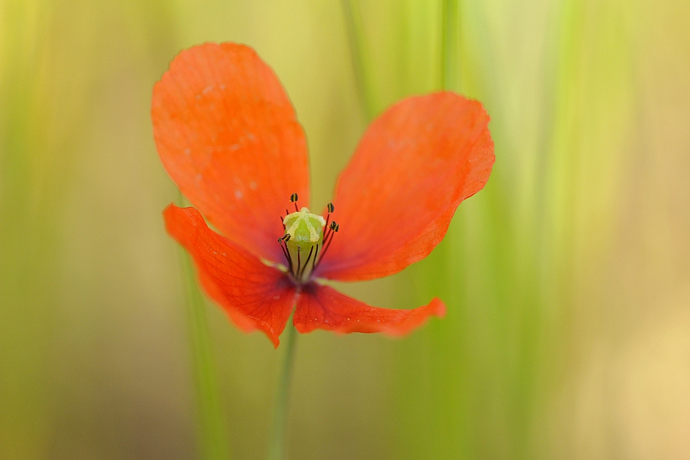 Papaver: Saat – Mohn 01