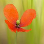 Papaver: Saat – Mohn 01