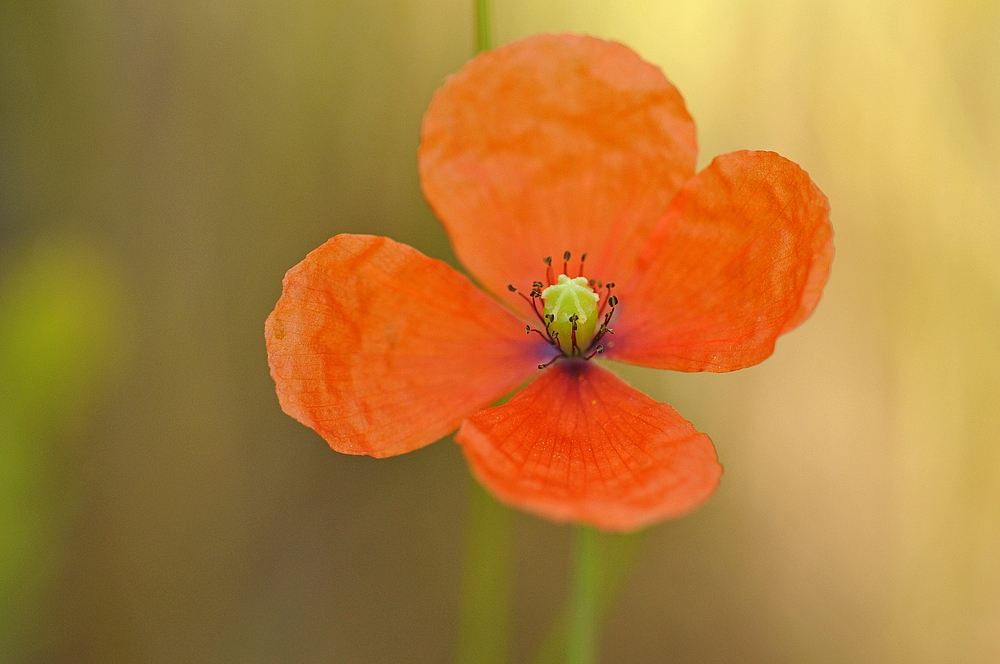 Papaver: Saat – Mohn 02