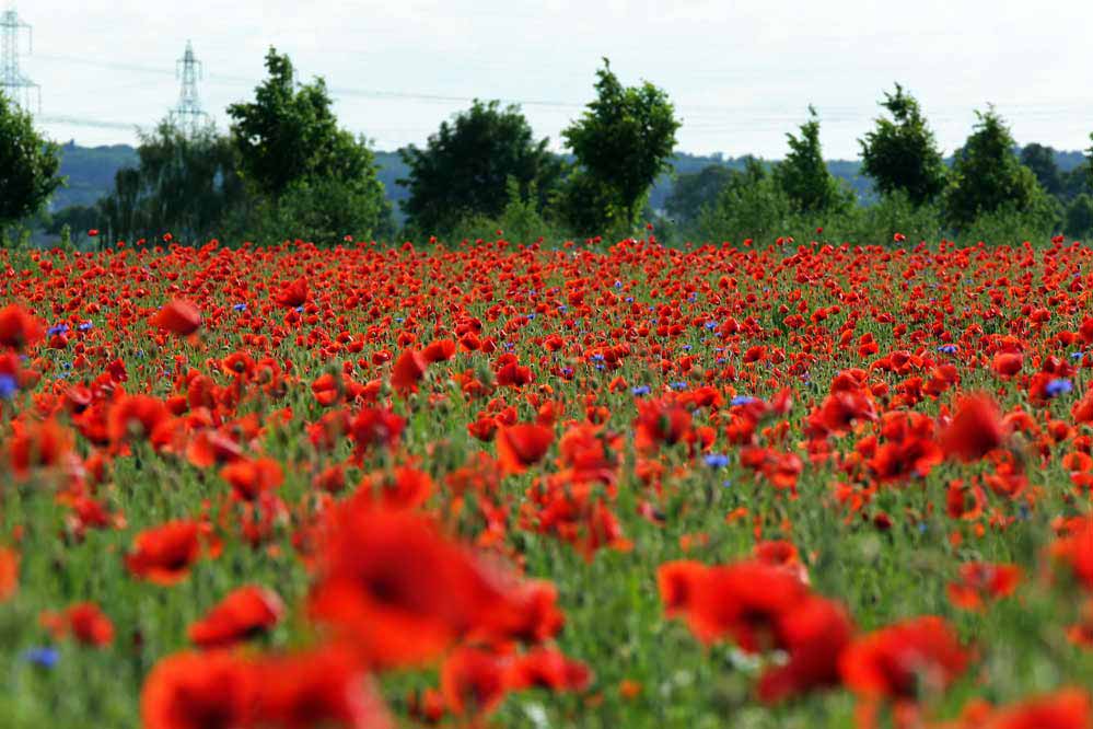 Papaver - satt