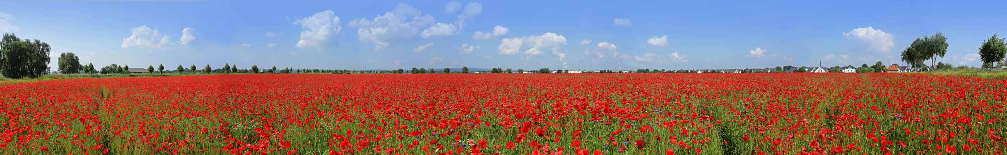 Papaver - satt