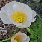 Papaver sendtneri