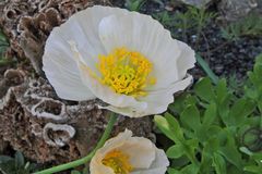 Papaver sendtneri