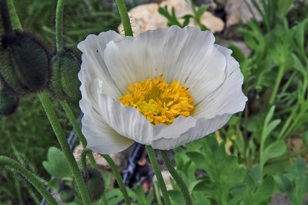 Papaver sendtneri