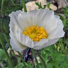 Papaver sendtneri