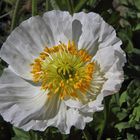 Papaver sendtneri - Weisser Alpenmohn