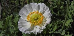 Papaver sendtneri - Weisser Alpenmohn