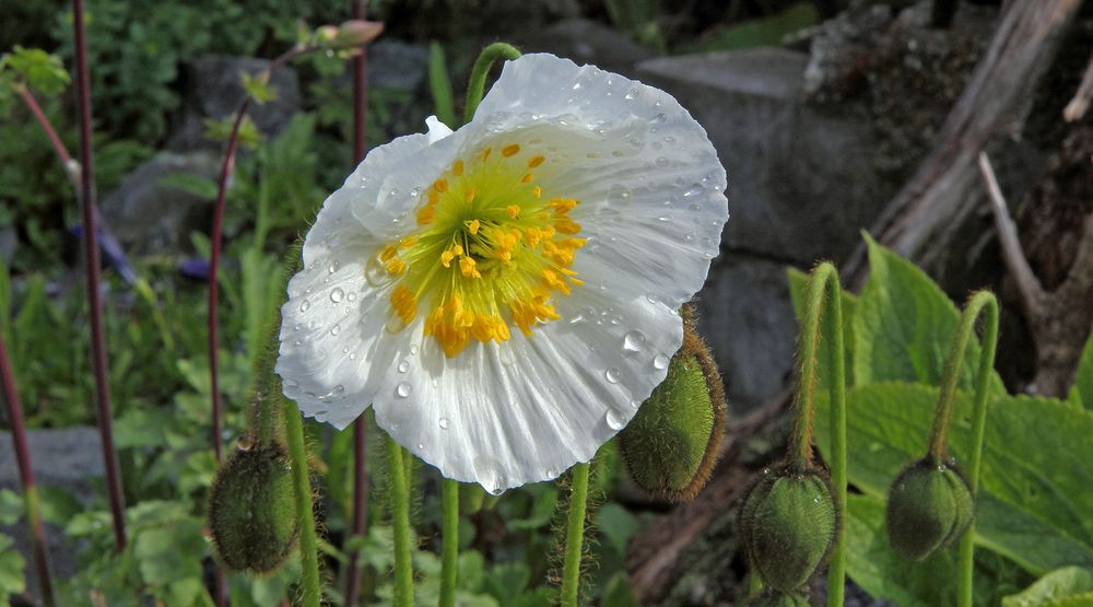 Papaver sendtneri-Weisser Alpenmohn im Alpinum