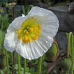 Papaver sendtneri-Weisser Alpenmohn im Alpinum