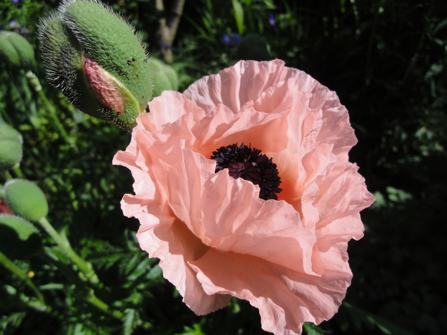 Papaver Show Girl oder Königin Luise