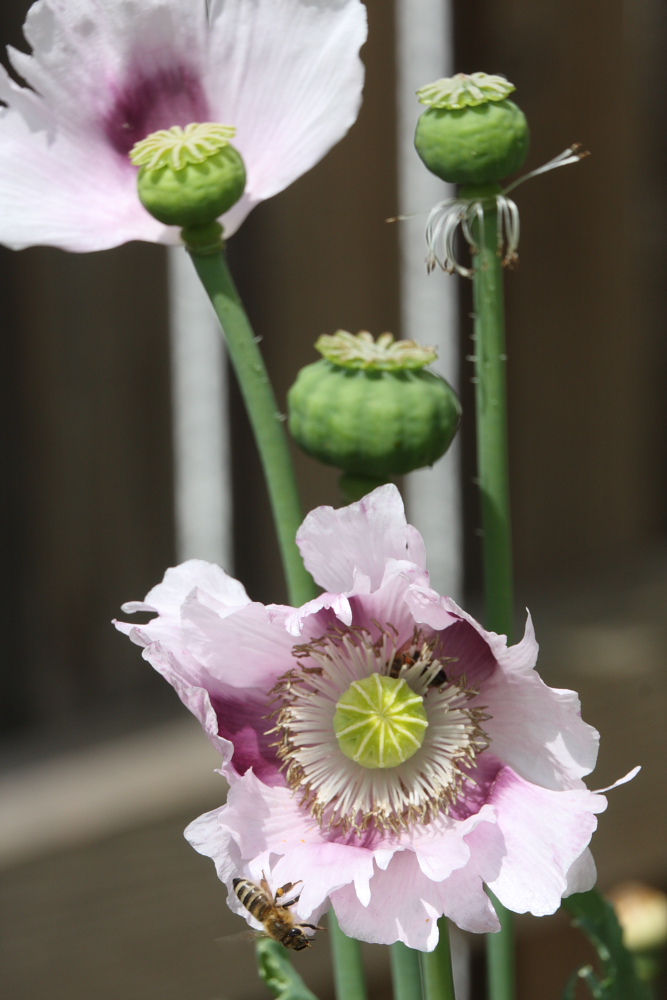 Papaver somniferrum