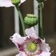 Papaver somniferrum