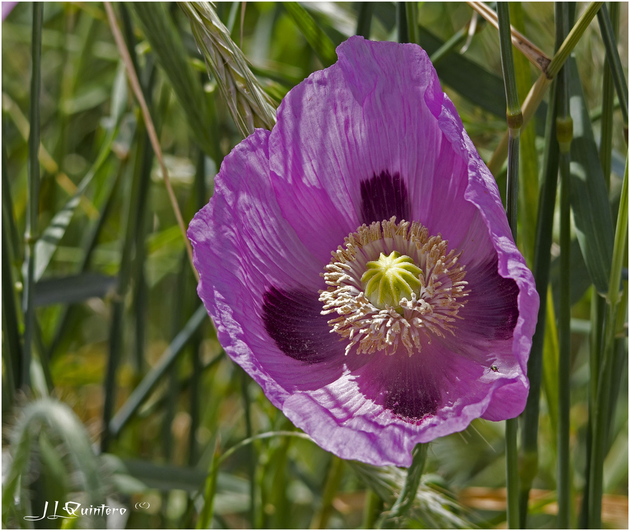 Papaver somniferum.