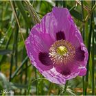 Papaver somniferum.