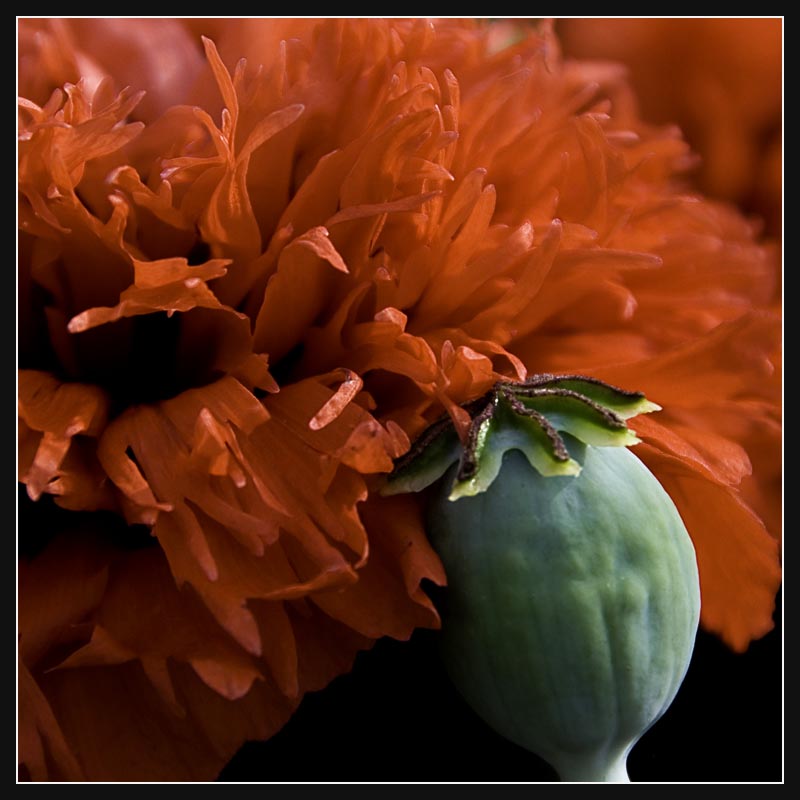 Papaver somniferum 2